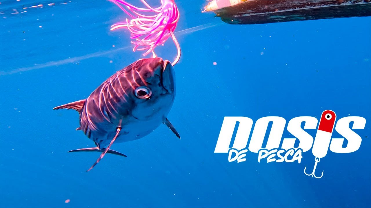 Pescando en los Cobanos Captura de Atunes