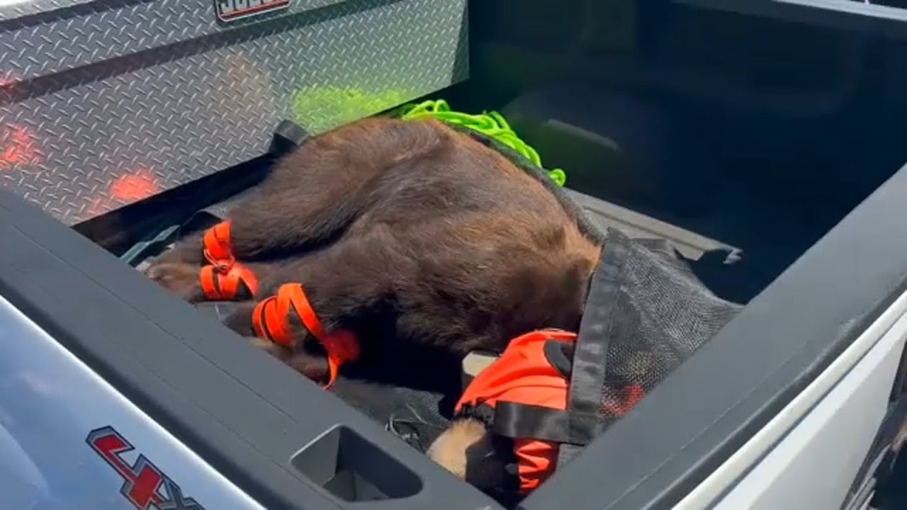 Bear tranquilized, captured after unusual sighting in Chatsworth