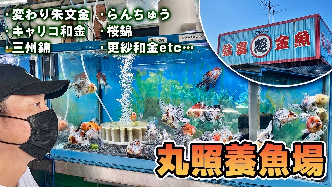 【丸照養魚場】夏のハイシーズン‼︎本場弥富の「日本一金魚が売れるお店」の安くてハイクオリティのオススメ金魚が勢揃いします‼︎