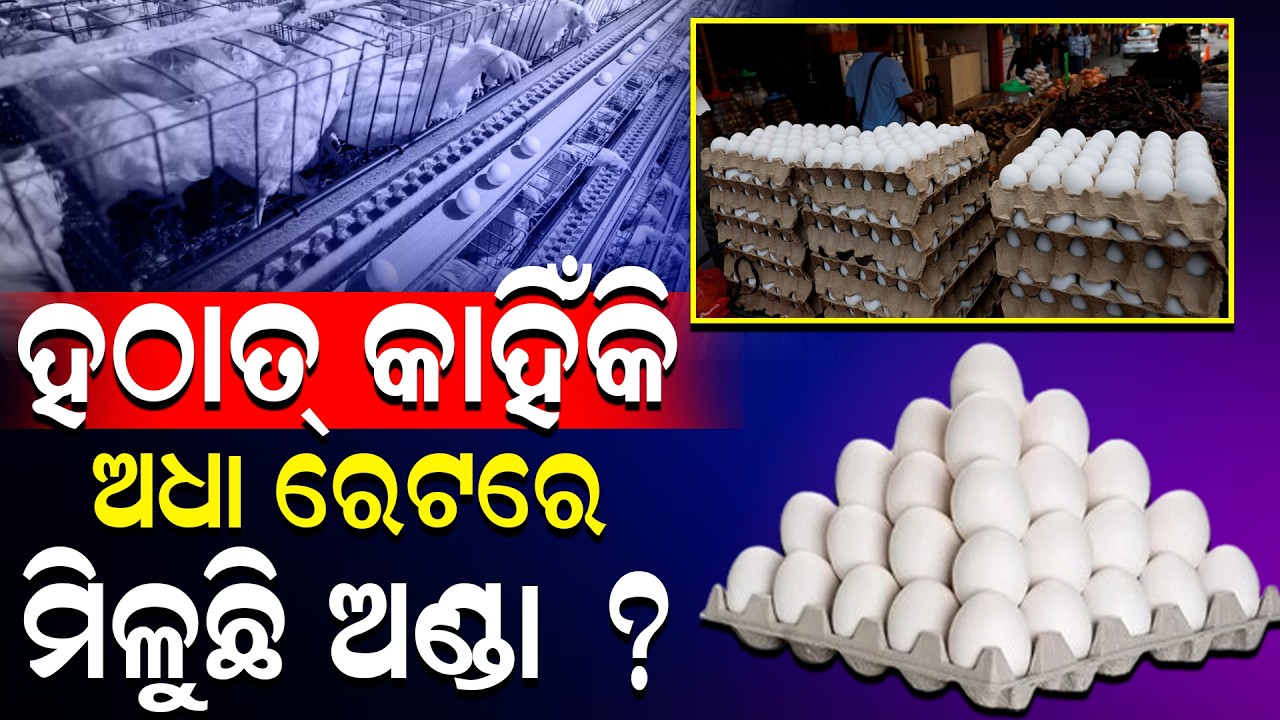 ସବୁ ଦ୍ରବ୍ୟର ବଢ଼ୁଛି ଦର,ଅଣ୍ଡା ଏତେ ଶସ୍ତା କାହିଁକି?Why Egg Prices Suddenly Dropped in Odisha? CHARCHA TV