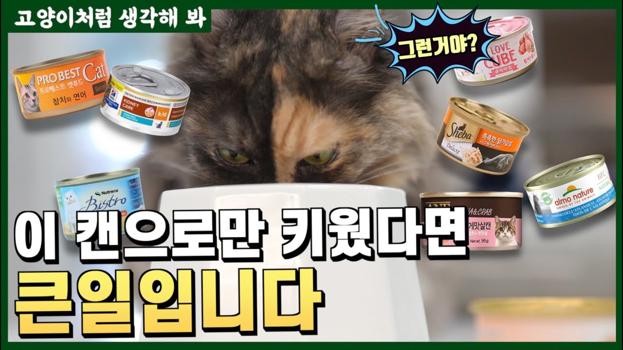 고양이 건강을 좌우하는 선택｜주식과 간식캔의 진짜 차이