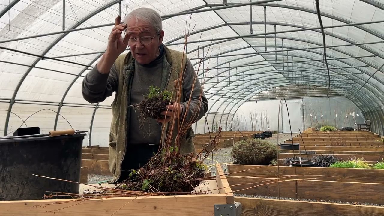 Division du Physostegia Van Wassenhove