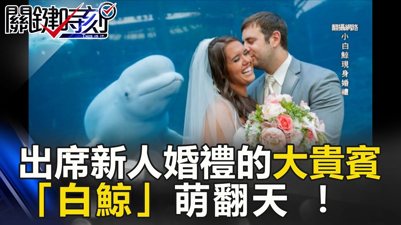 出席新人婚禮的大貴賓「白鯨」萌翻天 逗你開心還超有智慧！ 關鍵時刻 20170301-7 馬西屏 眭澔平
