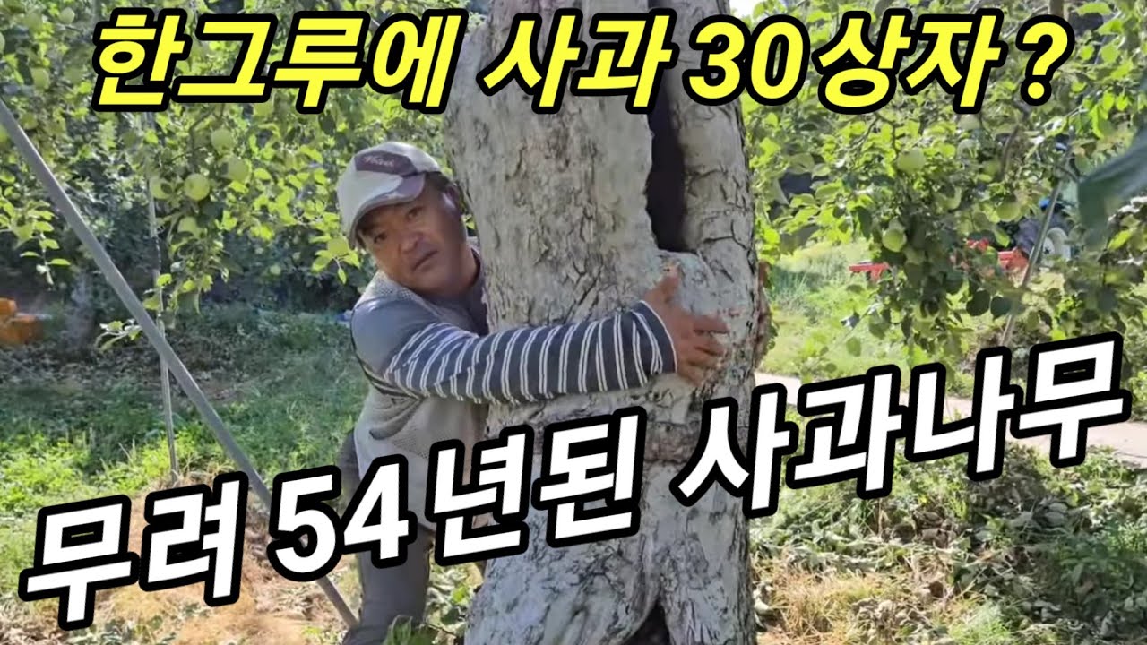 사과나무 수령이 54년? 한그루에서 따는 사과가 무려 30상자! 충주 한터농원