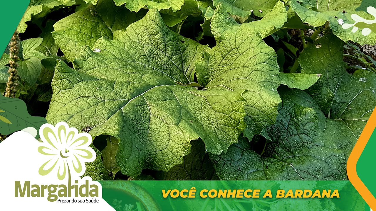 Bardana