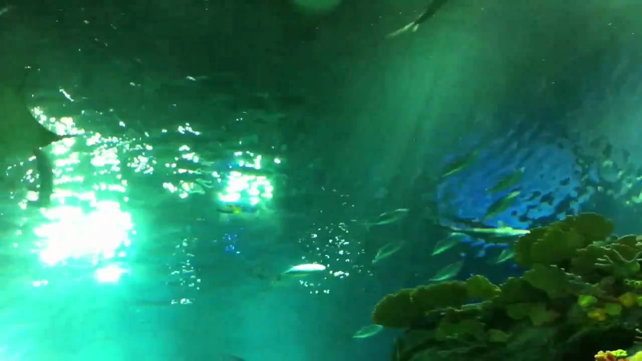 2011-01-29 The Grand Aquarium, Ocean Park, Hong Kong
