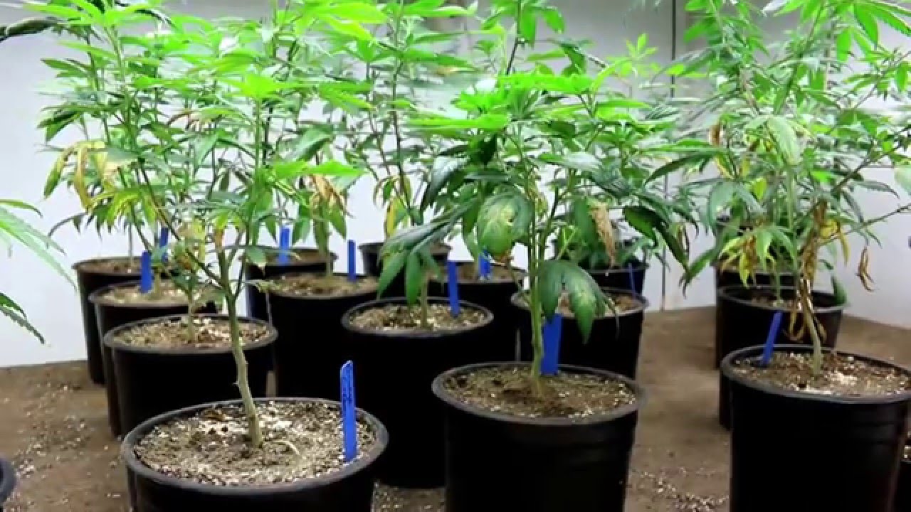 Cannabis Potassium Deficiency (Caused By Low Soil pH) - Dominatrix Genetics
