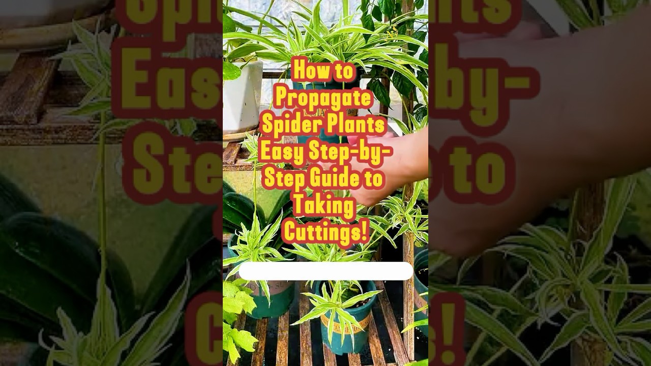 How to Propagate Spider Plants  Easy Step-by-Step Guide to Taking Cuttings!