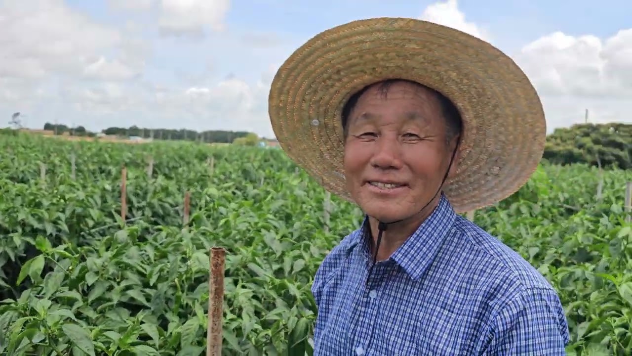 황금알농법 고추 고추재배 칼슘결핍 고추녹병 고추농사 고추다수확