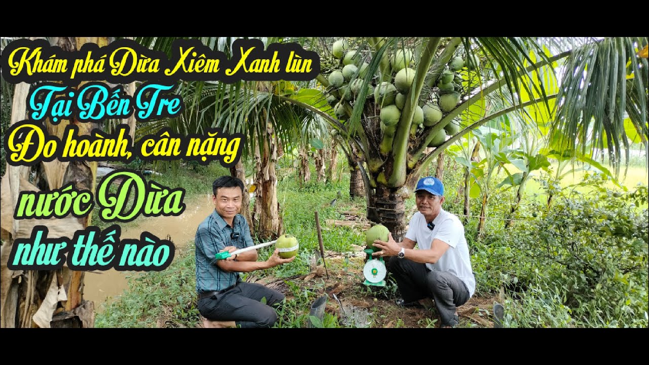 KHÁM PHÁ DỪA XIÊM XANH LÙN TẠI BẾN TRE - ĐO HOÀNH - CÂN NẶNG - NƯỚC DỪA VÀ ĐẶC ĐIỂM DỪA NHƯ THẾ NÀO?