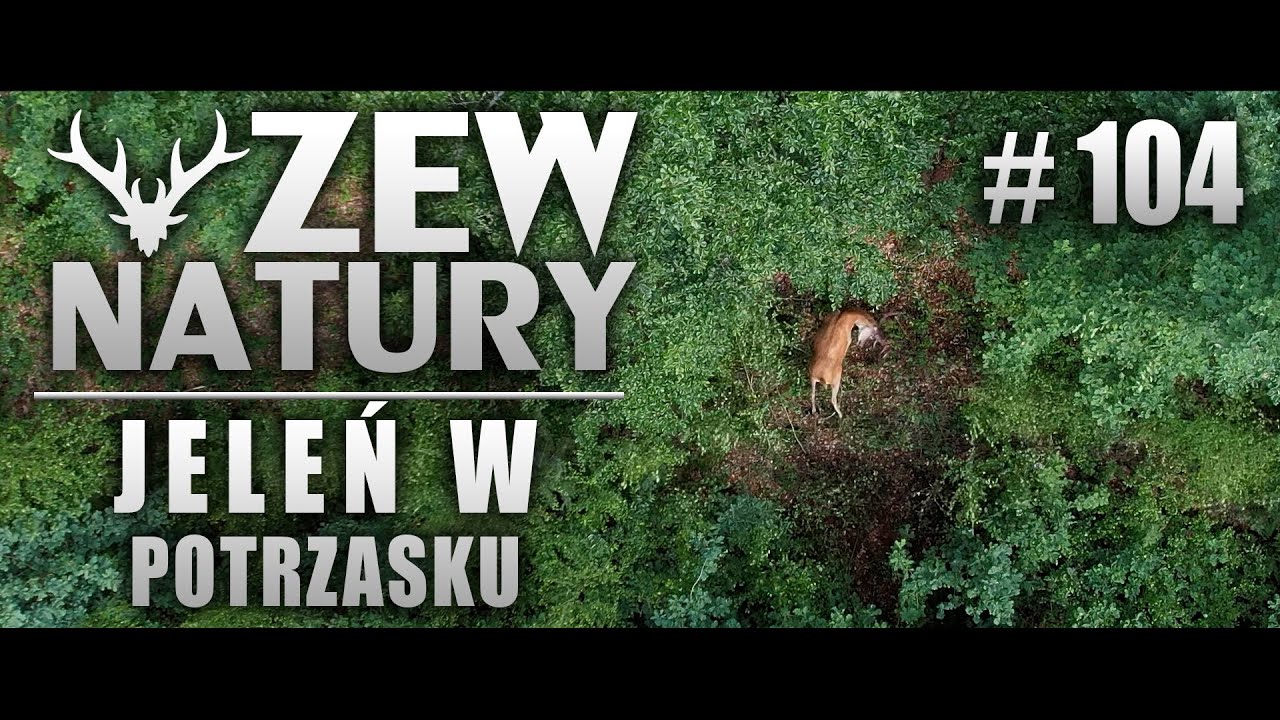 Jeleń w potrzasku - Zew Natury 