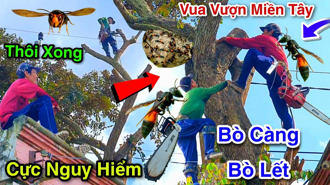Cực Kỳ Mạo Hiểm Vua Vượn Cưa Cây Vú Sữa Cạnh Nhà Có Nhiều Tổ Ong Vò Vẽ Cực Căng 2/3