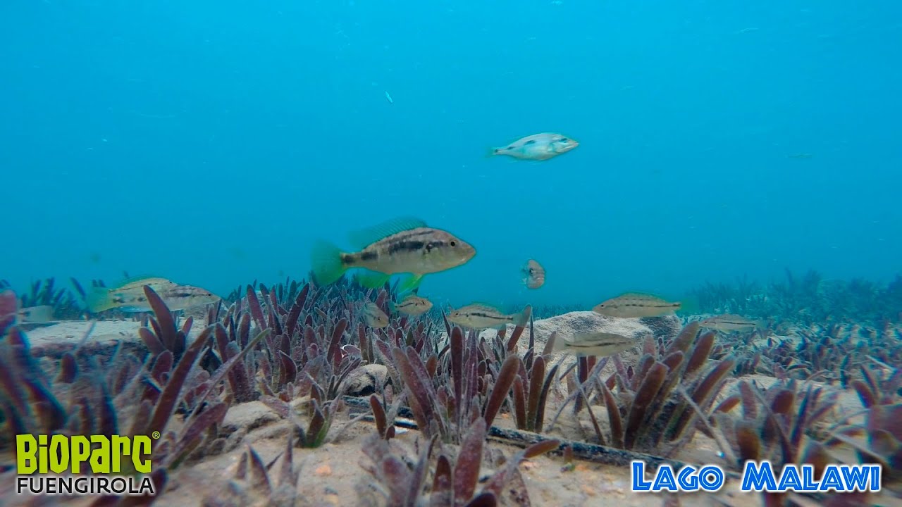 Snorkel en el Lago Malawi 4