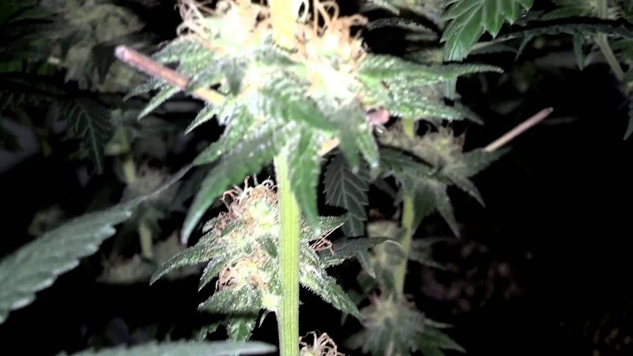 CF's GooBerry #2 Close Up