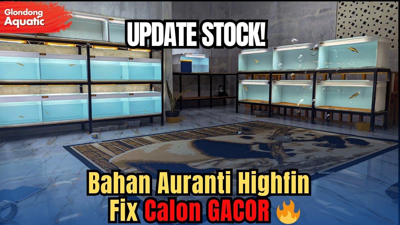 UPDATE GALERY! Bahan Auranti Highfin, Fix Calon GACOR 🔥