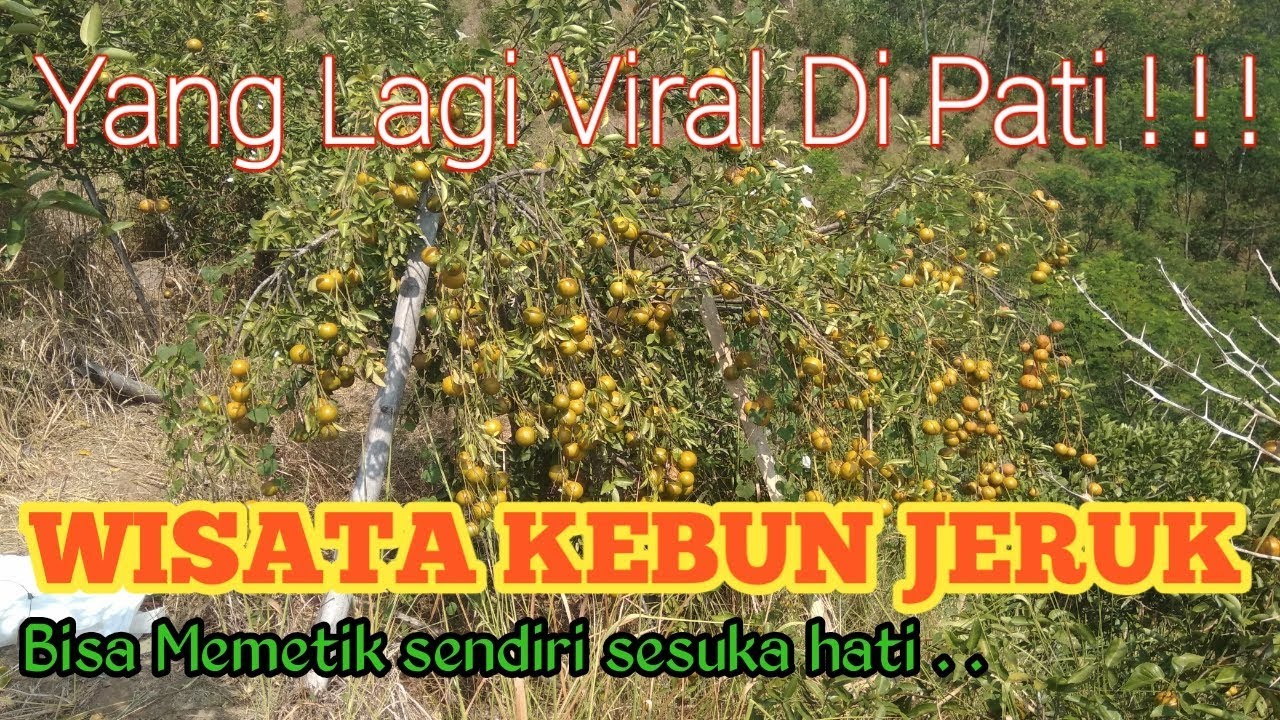 VIRAL di Pati !!! Wisata Kebun Jeruk ! Makan jeruk sepuasnya gratisssss !!!!!