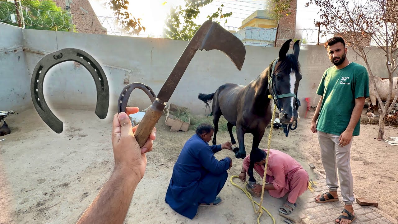 Horse Ko New Shoes Phna Diye ab Ye Bht Taiz bhagy gi😍