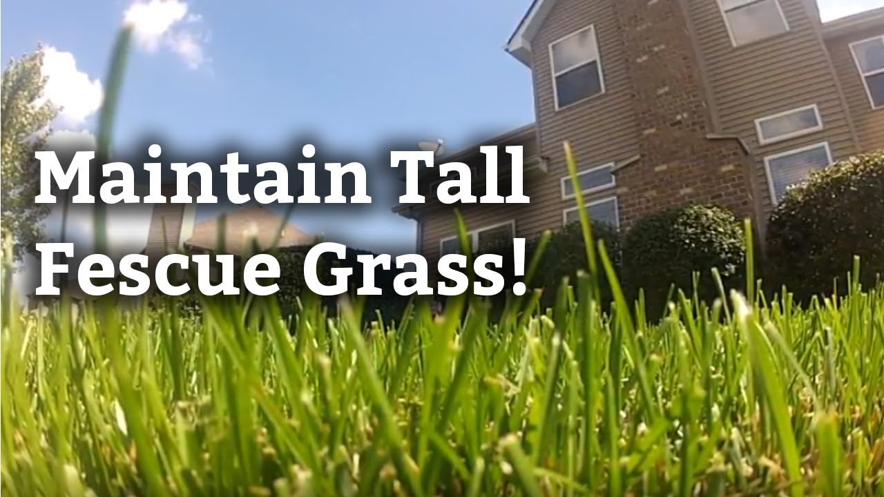 How to Identify and Maintain Tall Fescue Grass | Expert Lawn Care Tips