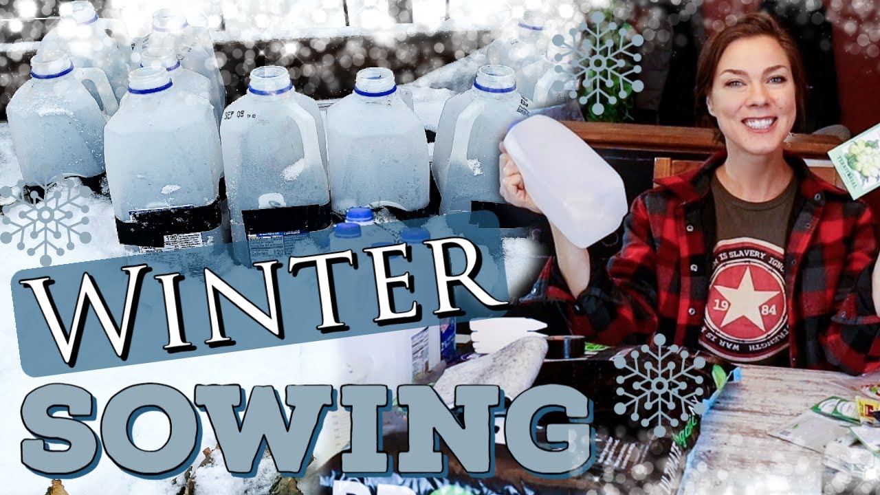 Winter Sowing Vegetable and Herb Seeds