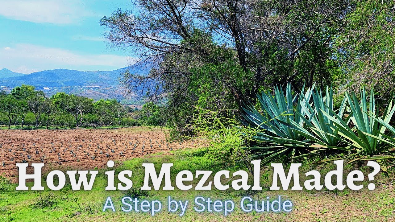 How is Mezcal Made? Learn w/ this Step-by-Step Guide.