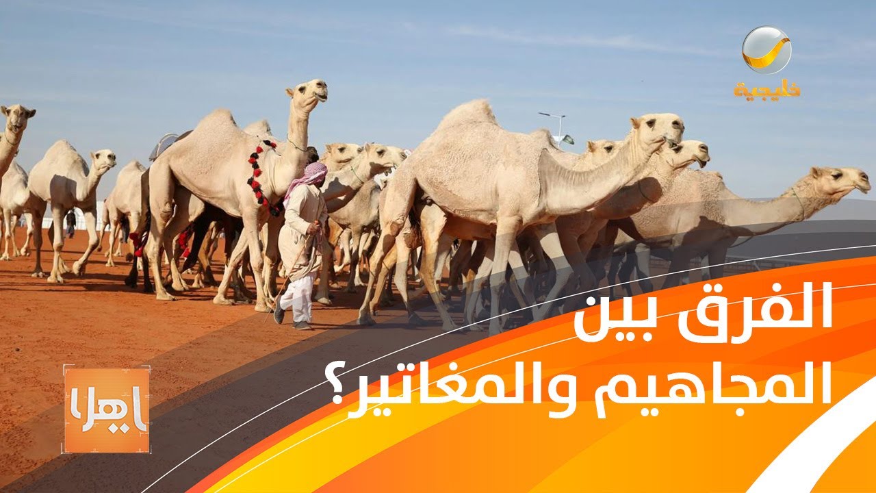 مع قرب انطلاق أكبر مهرجانات الإبل في العالم .. تعرف على أنواع الإبل بالصور