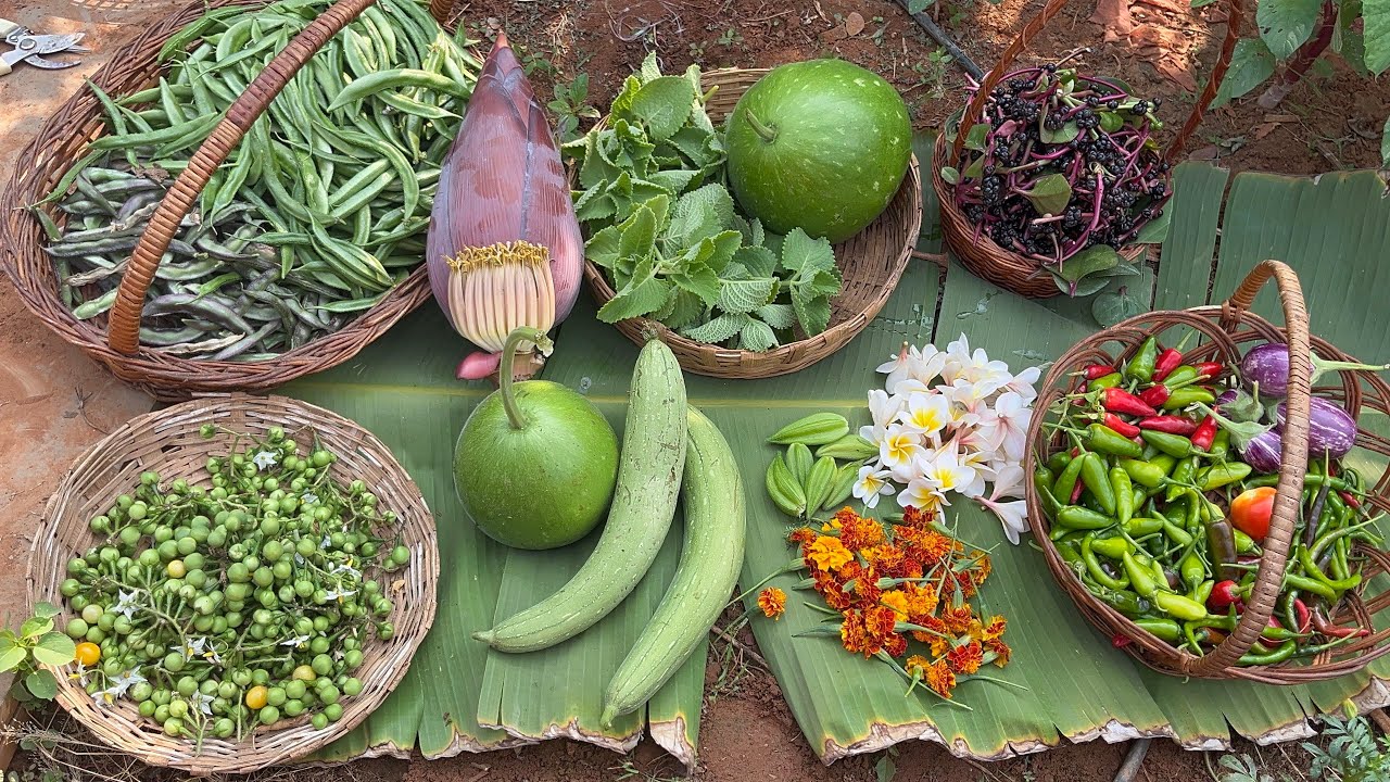 Harvesting turkey berries,green&red 🌶️ flowers,broad beans,Malabar spinach fruits,banana flower 