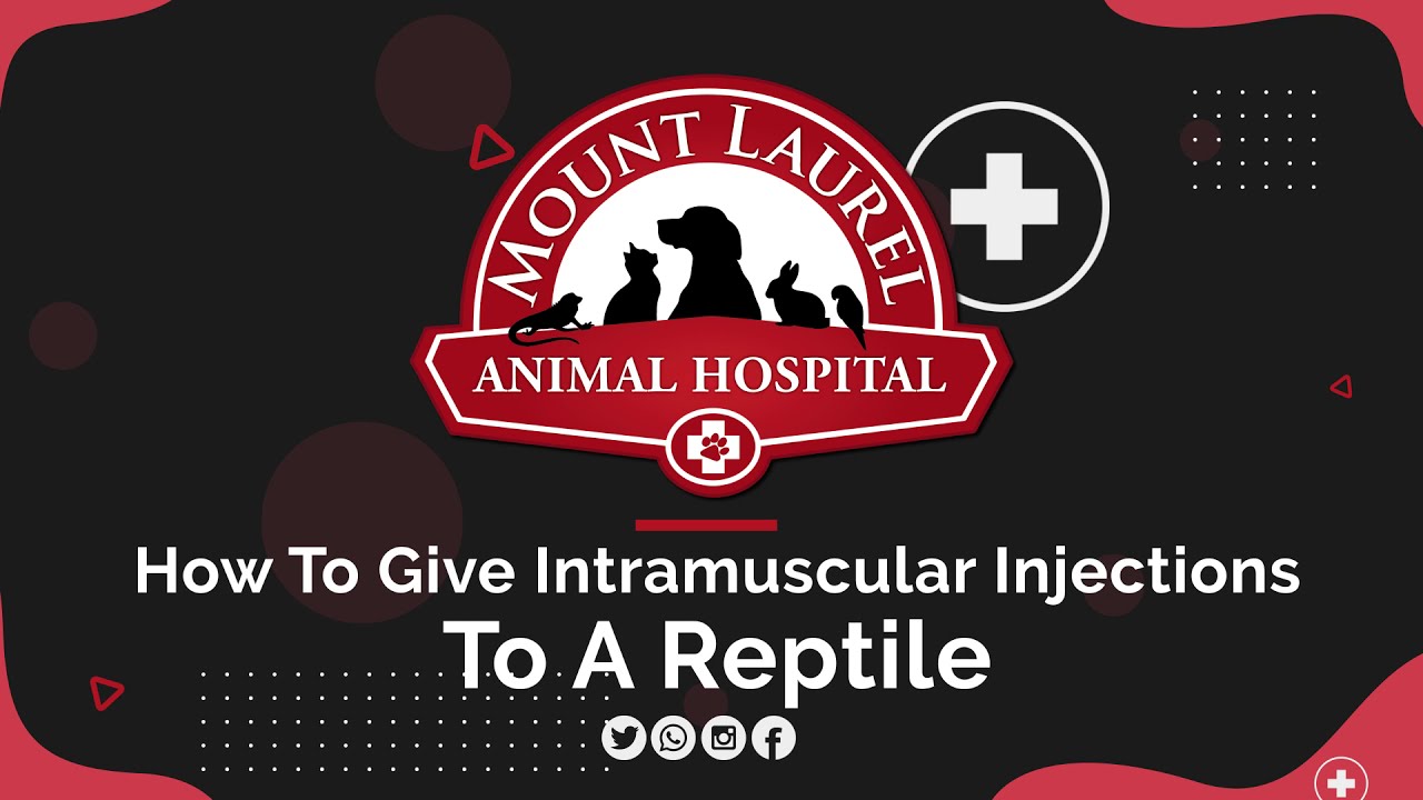 How To Give Intramuscular Injections To A Reptile