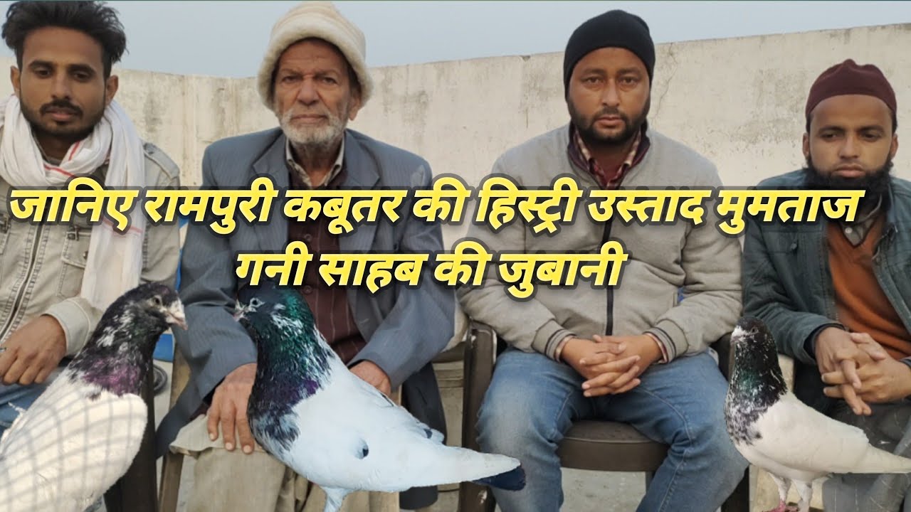 रामपुरी कबूतर कब ओर कहा से आए जानिए उस्ताद मुमताज गनी साहब से  200 saal se continue shoq rampuri ka