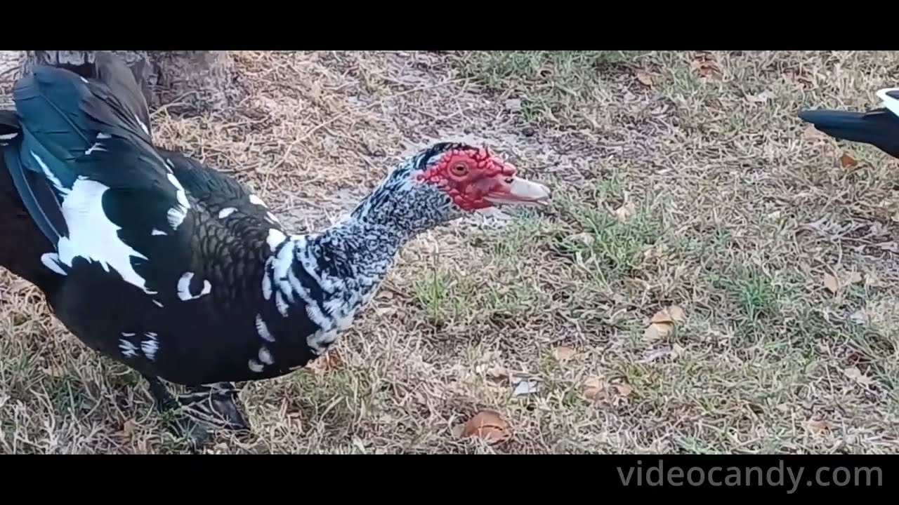 Muscovy Ducks And Black-bellied Whistling Ducks!!!