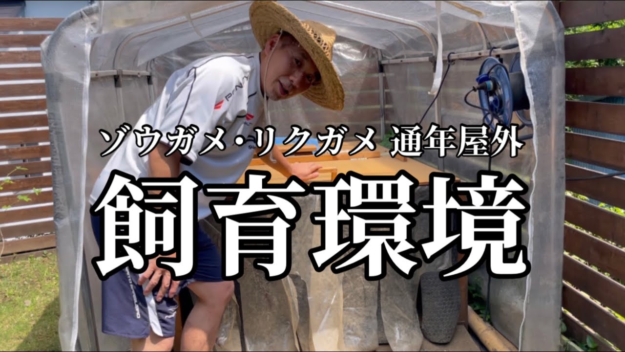 【飼育環境紹介】ゾウガメ・リクガメ⭐︎通年屋外飼育⭐︎2021年7月