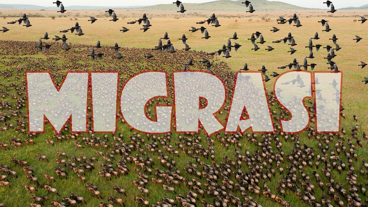 Migrasi Hewan dengan Jarak Terjauh dan Koloni Terbanyak