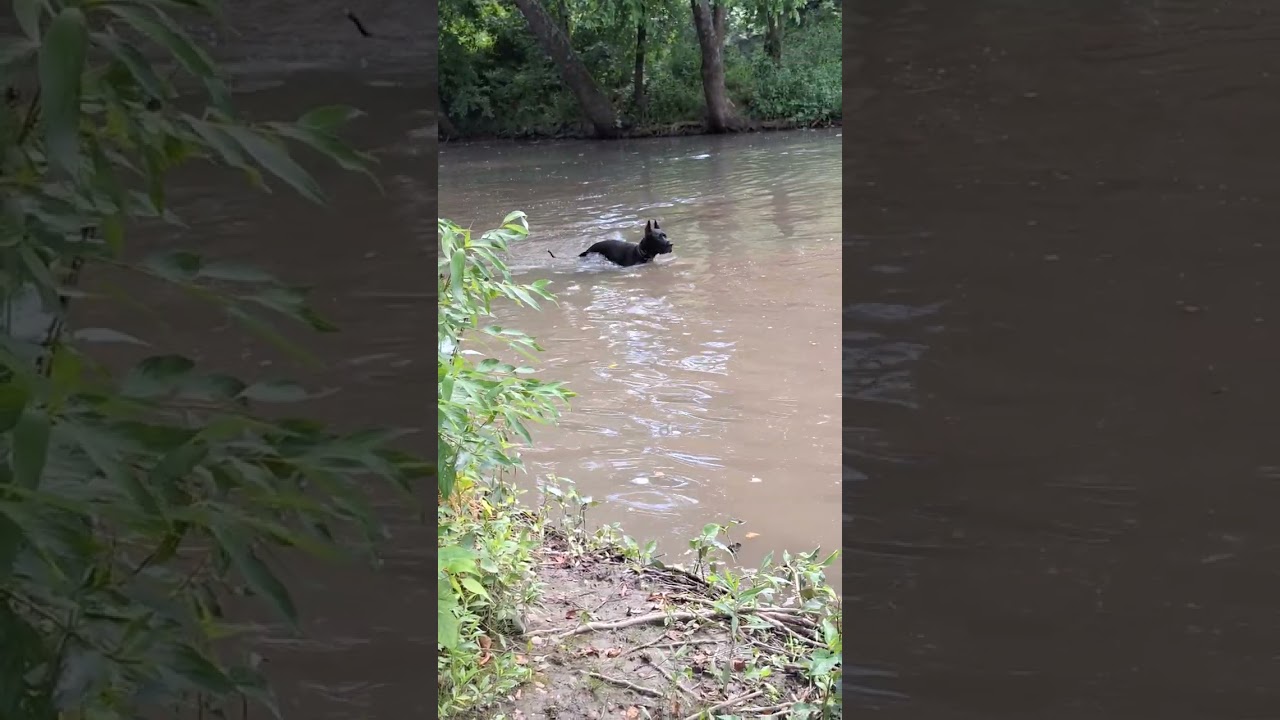 Onyx at Wildcat glades swimming