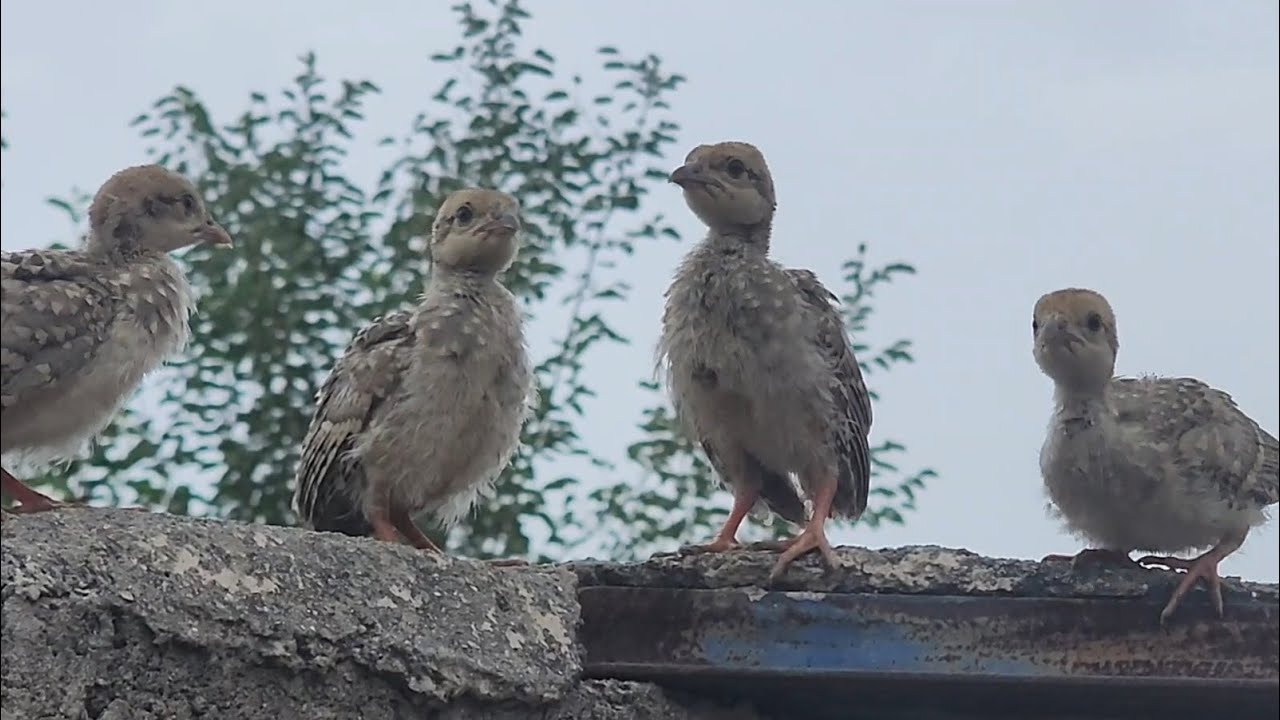 Chokor Partridge babies calling