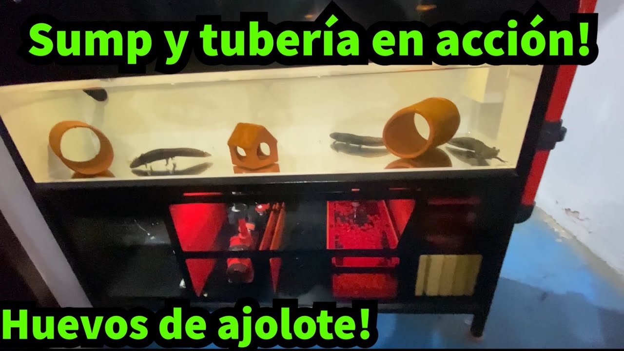 Tunéame el acuario: “Sistema de lujo para ajolotes” PARTE 2