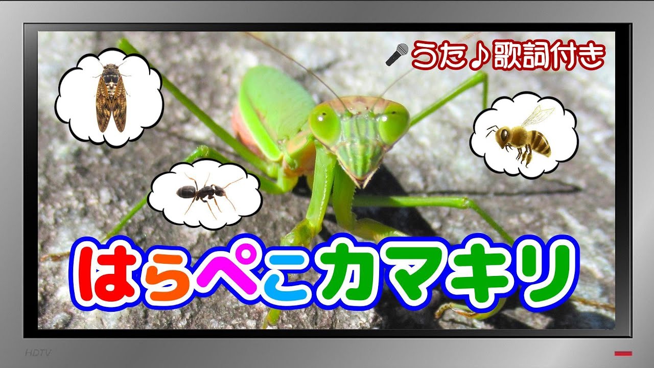 【ぽんちゃんのうた♪】おかあさんといっしょ『はらぺこカマキリ』を歌ってみたよ♪