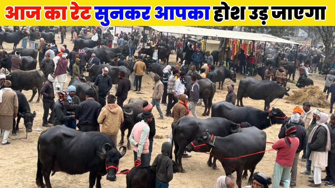 आज का रेट सुनकर आपका होश उड़ जाएगा सौरई पशु मंडी saurai bhains ki mandi Kaushambi Uttar Prade