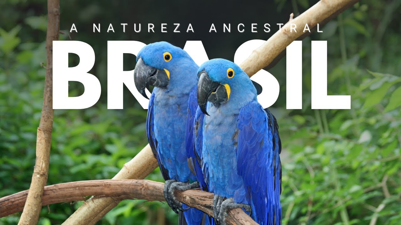 Fauna Brasileira: A Maior Diversidade de Espécies do Planeta – Documentário Completo