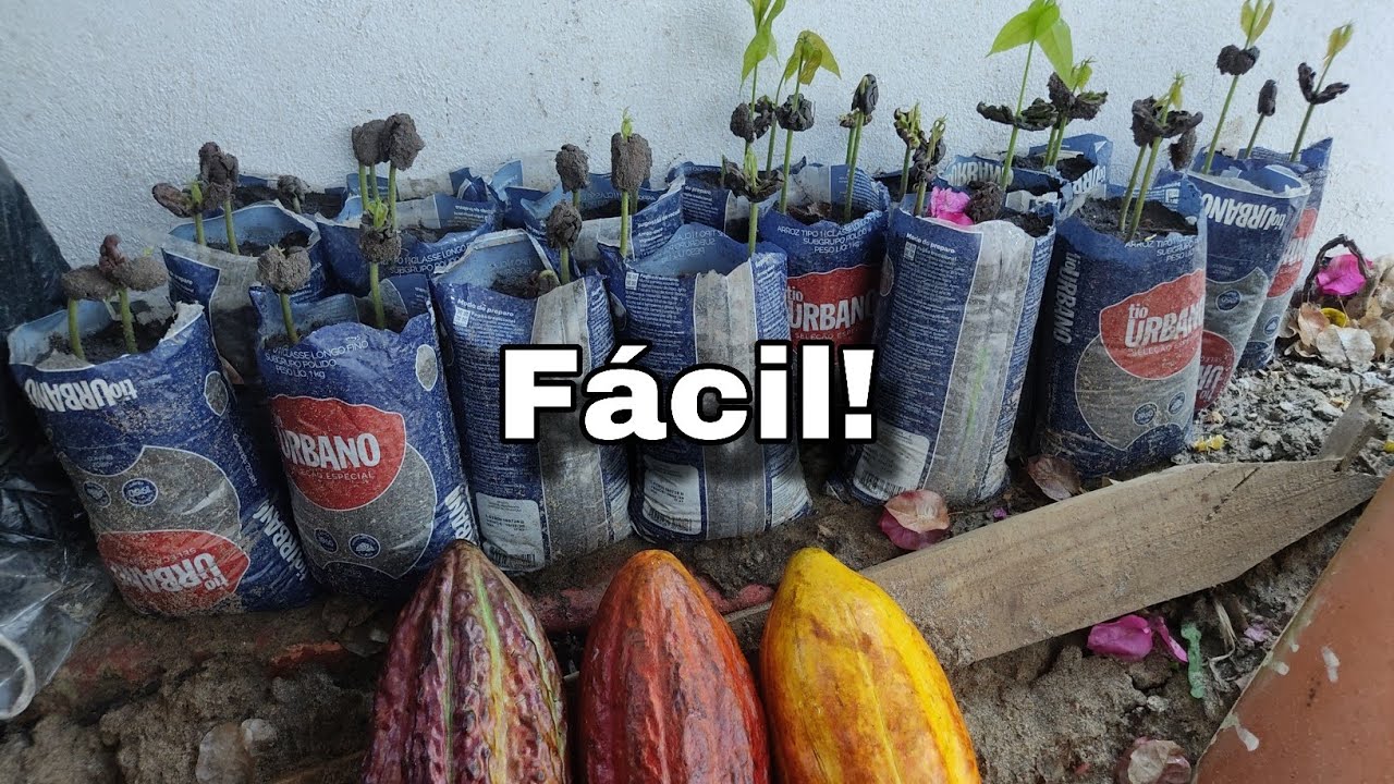 Como Plantar Cacau da Semente Passo a Passo |  Produção de Cacau Híbrido