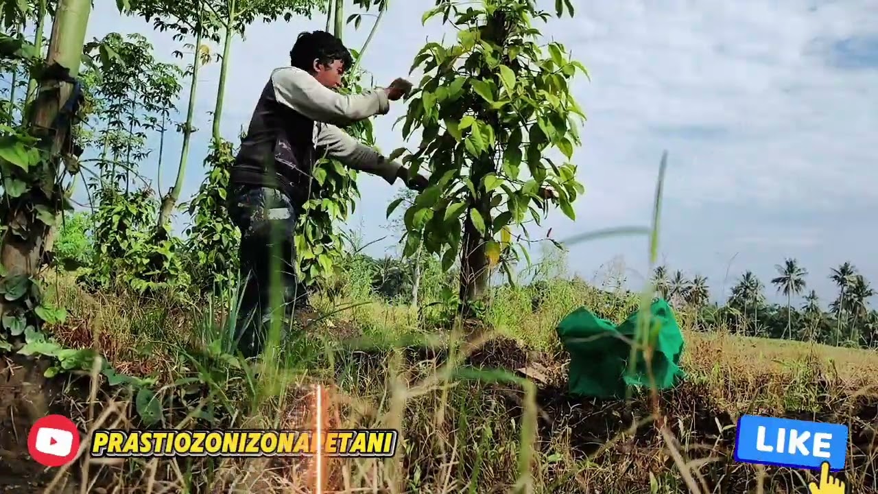 Aktivitas memanen cabe jamu