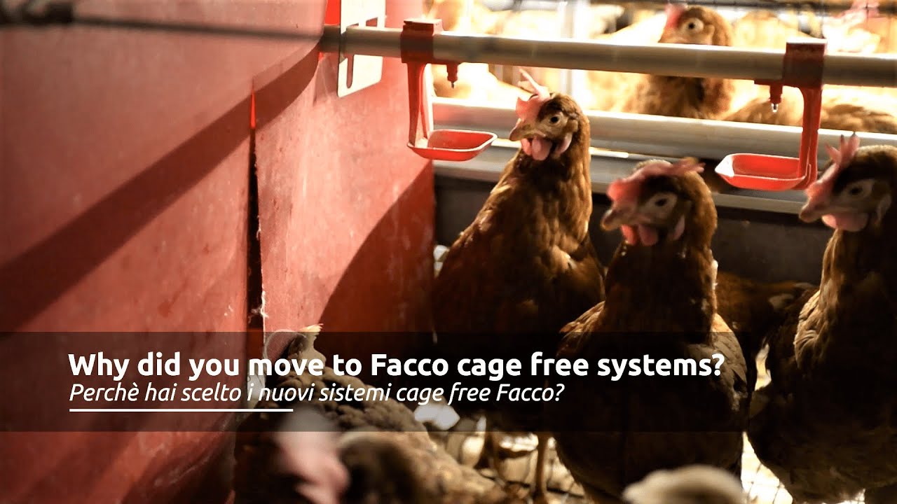 Layers Cage Free system-Facco Libera Layers projects