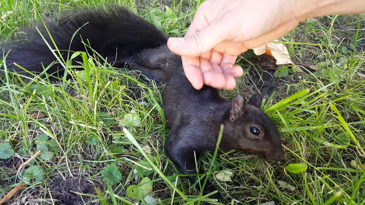 Squirrel paralyzed after falling out of a tree
