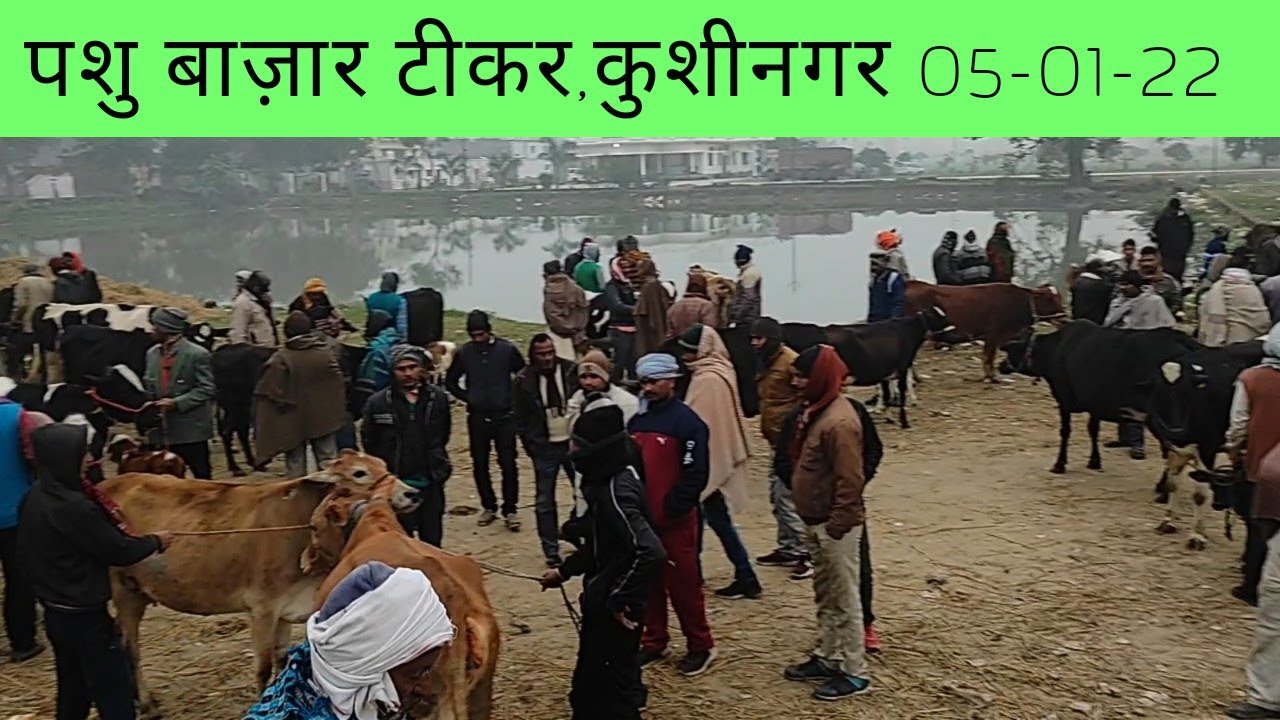 पशु बाज़ार टीकर कुशीनगर | Pashu Bazaar Tikar Kushinagar | 5 January 2022 ka video