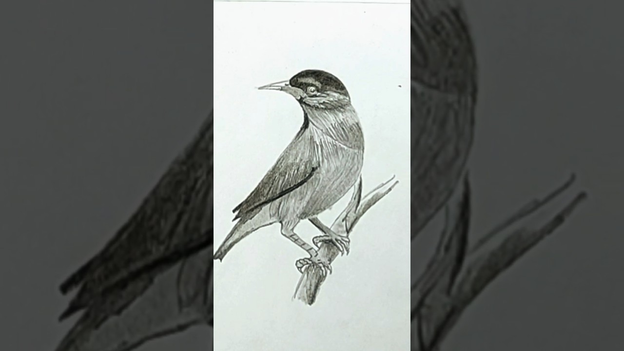 Taim Laps sketch art 