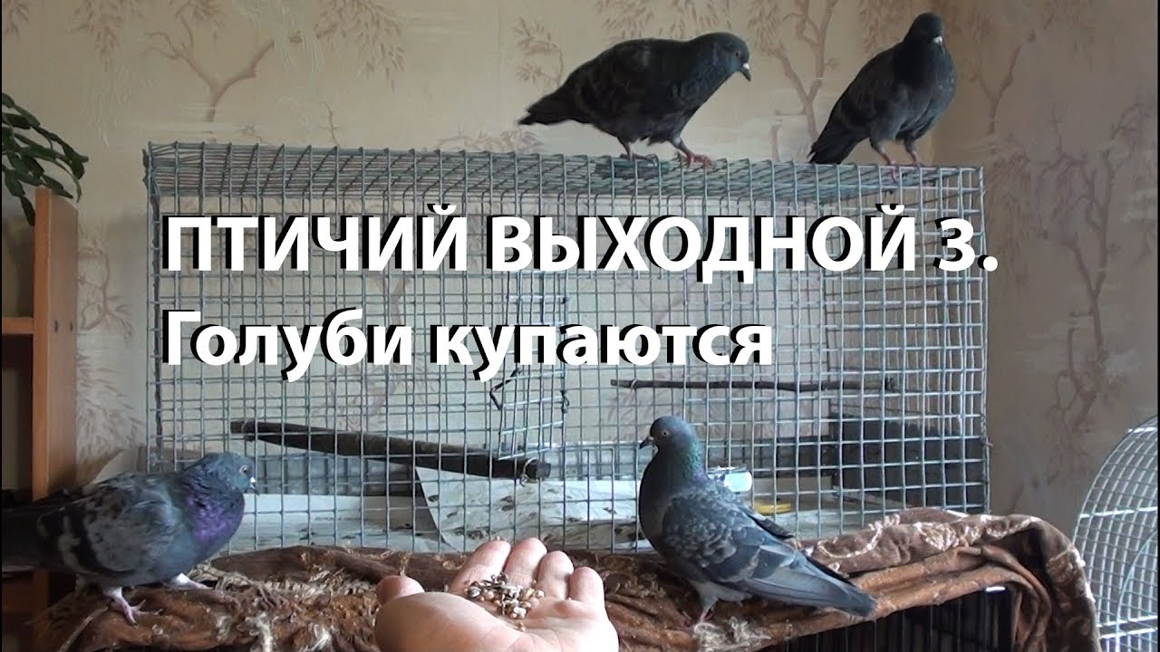 Птичий выходной 3. Голуби купаются