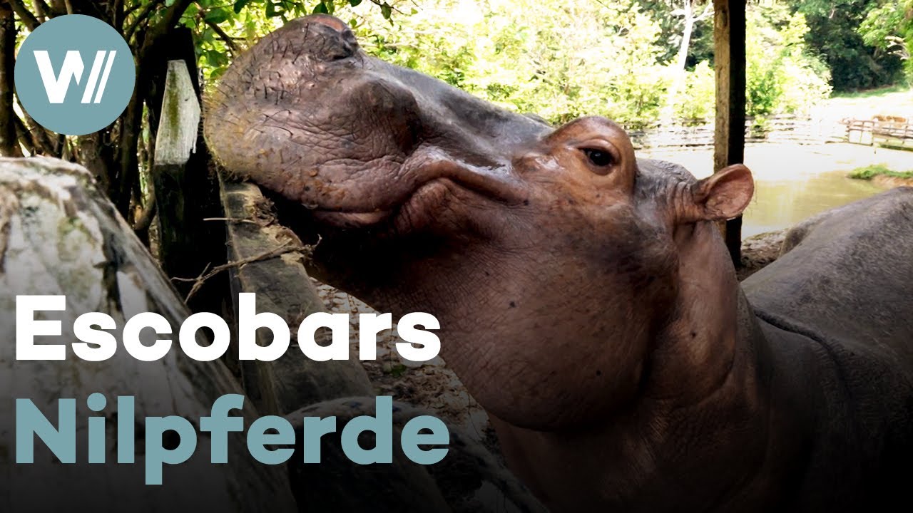 Nilpferd-Plage in Kolumbien - Das Erbe von Drogenboss Pablo Escobar