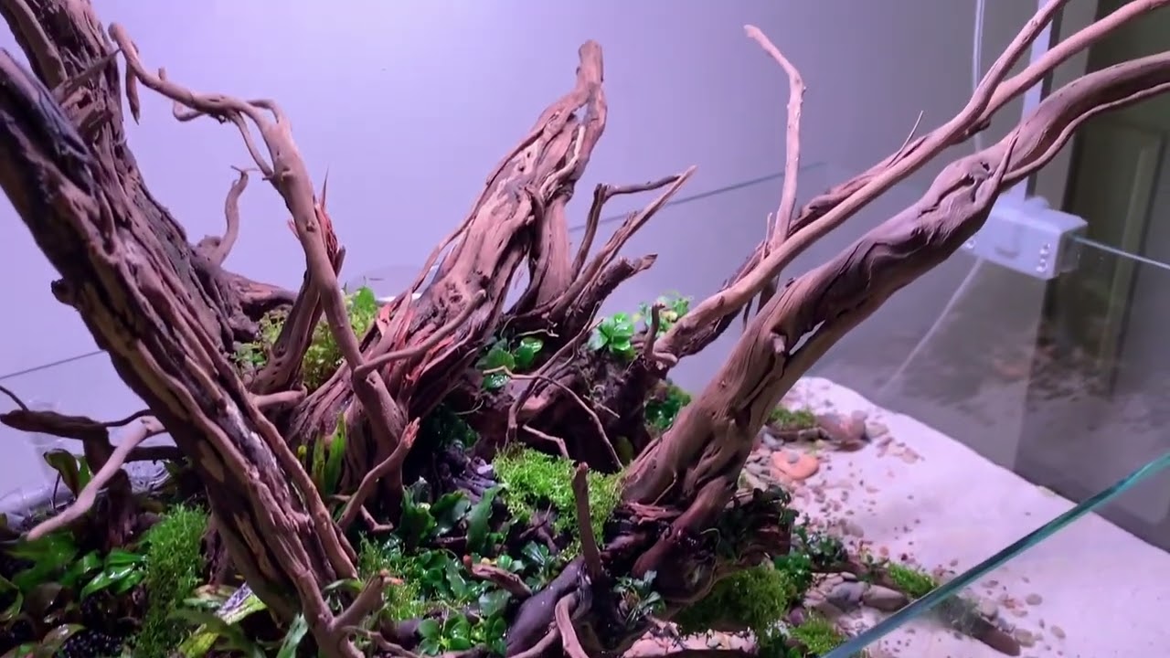Apex Shallow Aquascaping with Skylight Hyperbar