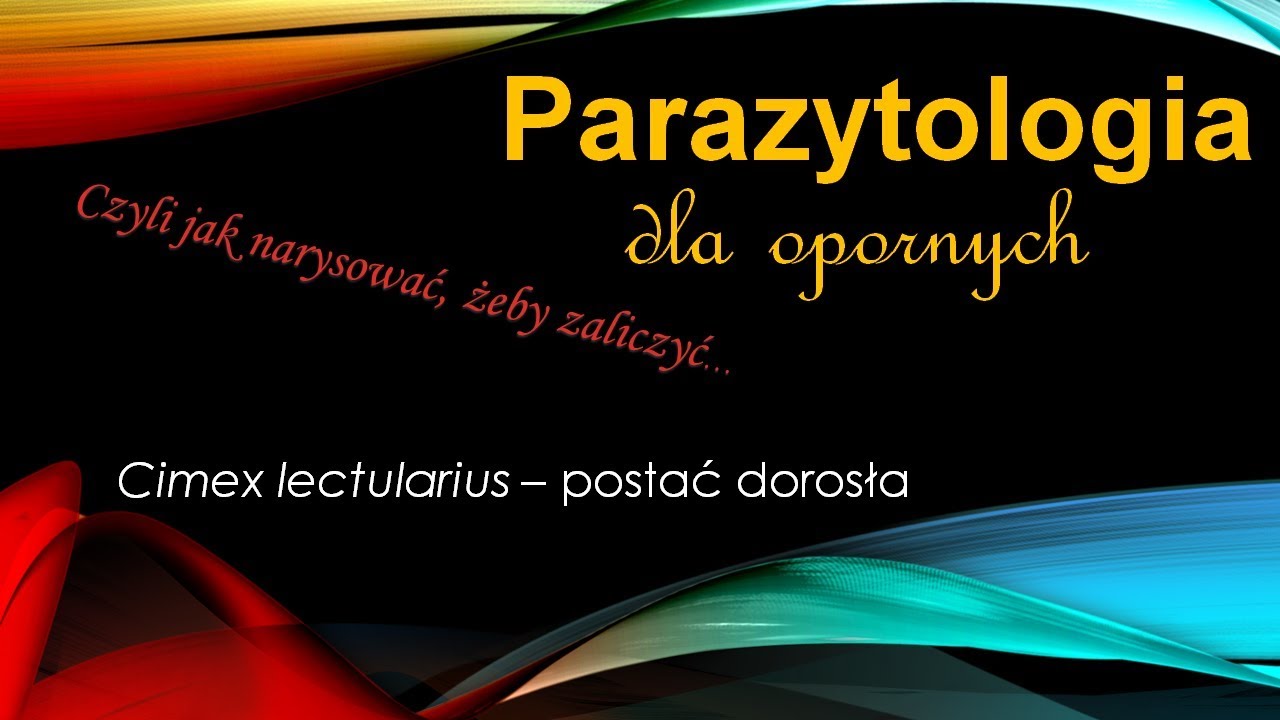 Cimex lectularius - postać dorosła
