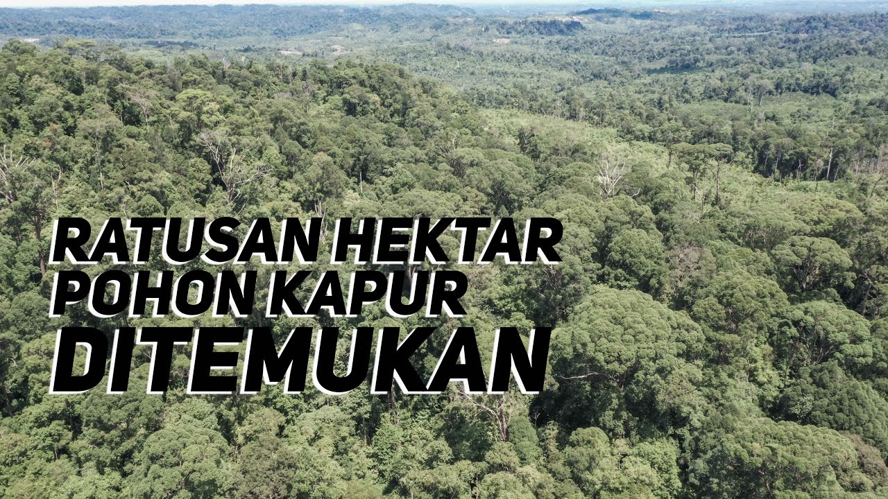 RATUSAN HEKTAR HUTAN KAPUR PURBA DITEMUKAN, EKSPEDISI PENYELAMATAN HUTAN KAPUR
