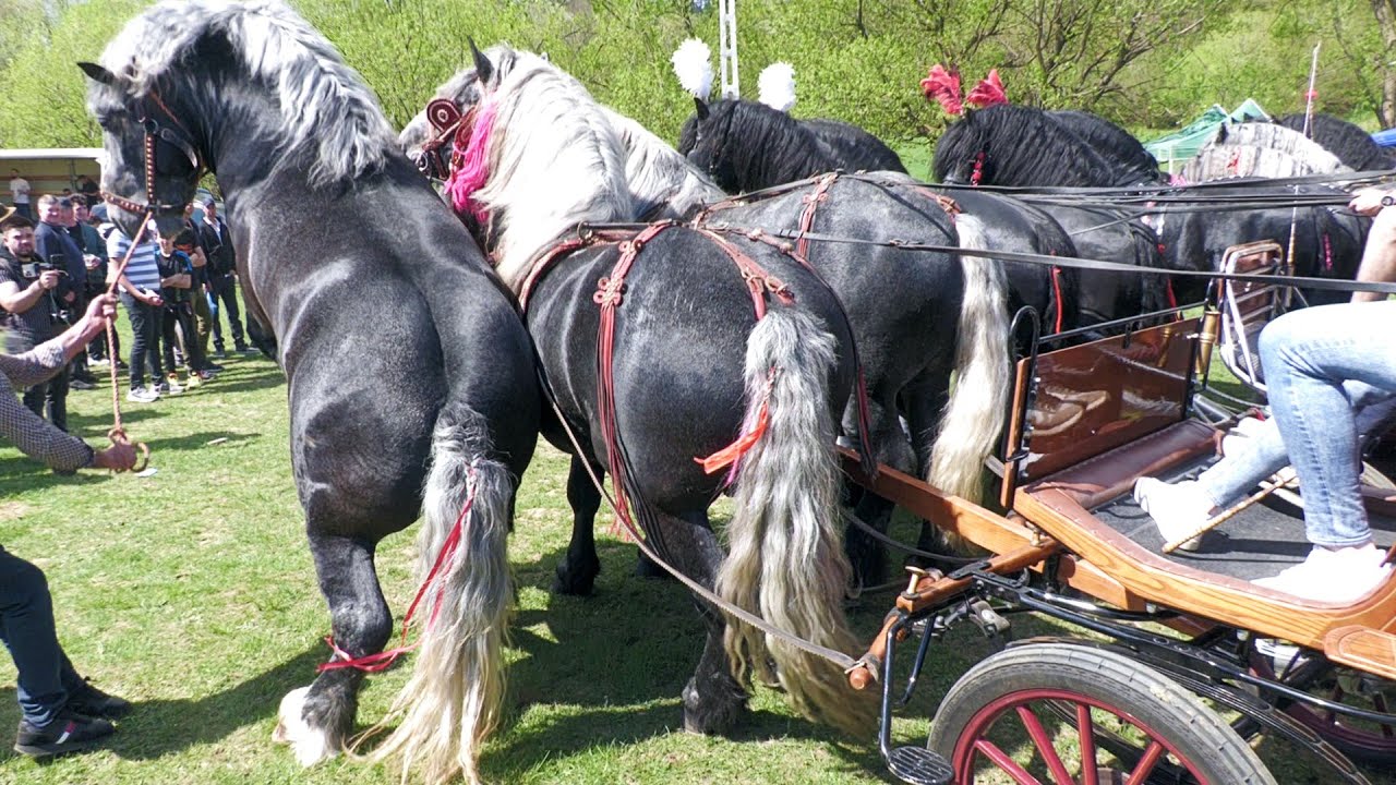 Târg expozițional de cai Gura Putnei-Bucovina 23 Aprilie 2025 ep 1