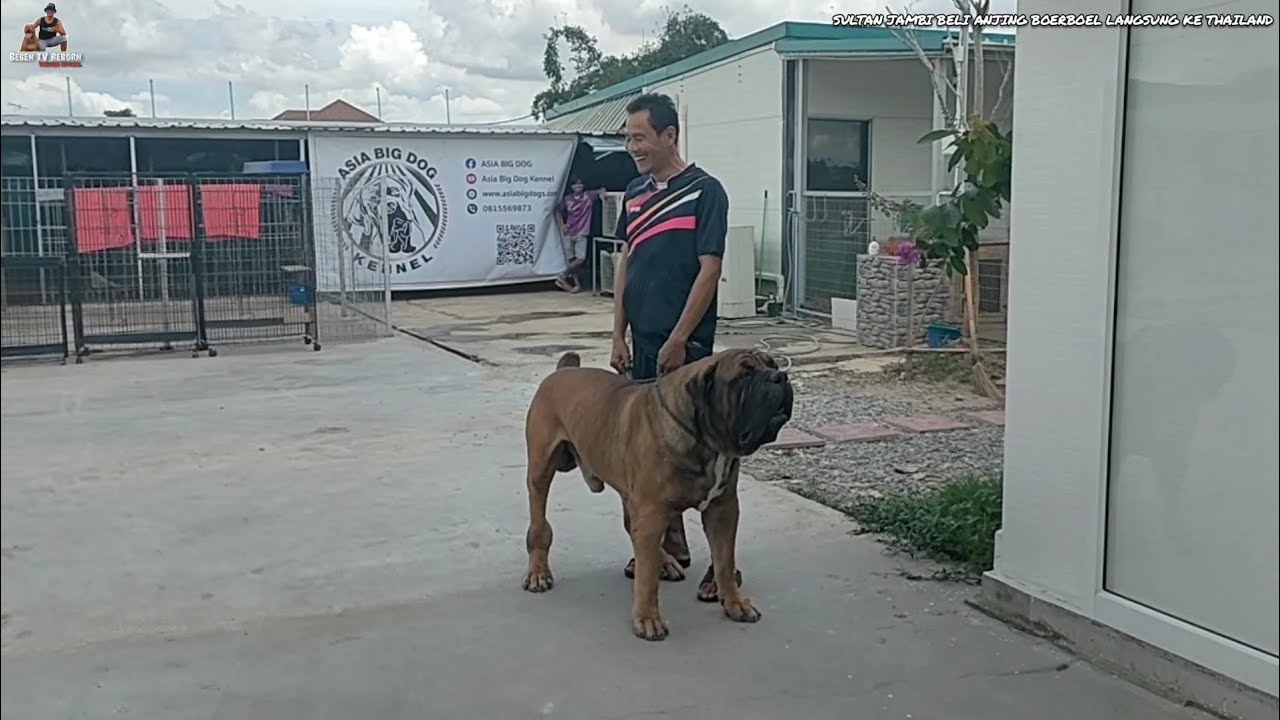 ANJING BOERBOEL TERBESAR DI THAILAND BERATNYA 90 KG ‼️ANJING PETARUNG DARI AFRIKA